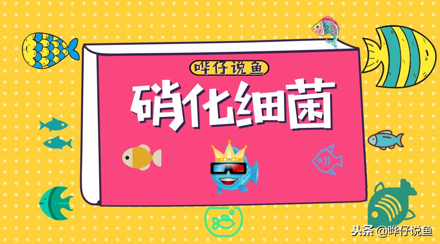 锦鲤是观赏鱼之王么,龙鱼和锦鲤哪个是真正的风水鱼