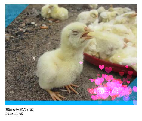 鸡的眼睛流眼泪肿是怎么回事,鸡眼睛肿流眼泪