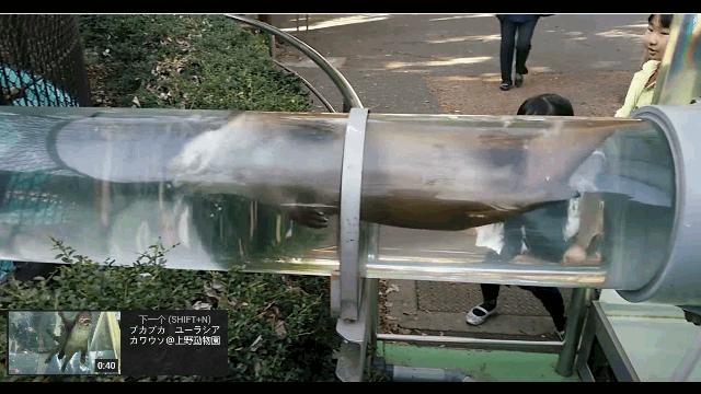 错了340年，精子游泳的方式并不是左右摆动尾巴