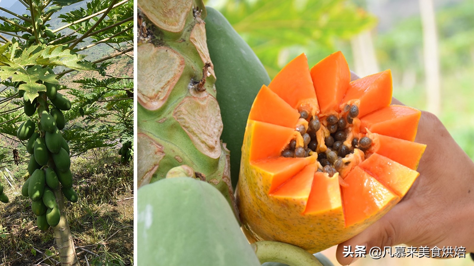 台湾凤梨和大陆菠萝有什么不一样,台湾进口的水果有哪些