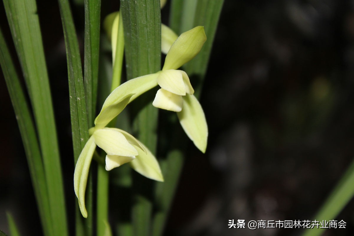 养花须谨慎,养花避免有虫