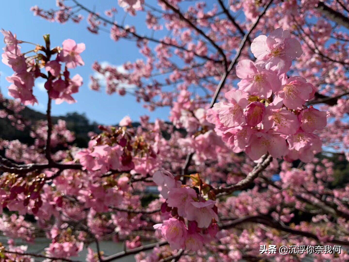 烟花三月来踏青可好,江城三月赏樱