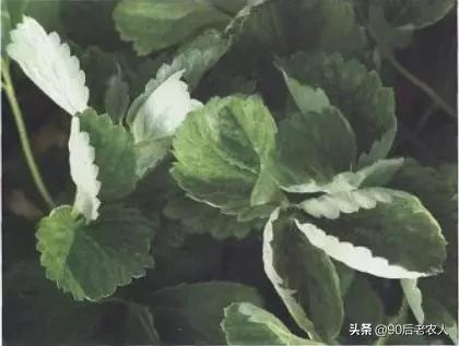 草莓白粉严重怎么治,草莓黑心病防治