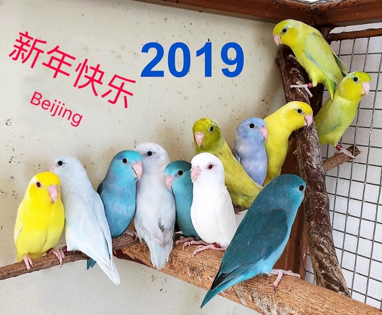 养鹦鹉3年才算入门，总结10年｜新手养鹦鹉18问？完美解答