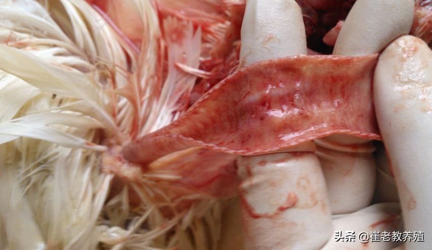 鸡流鼻涕有痰用什么药治,鸡鼻子有浓痰怎么治