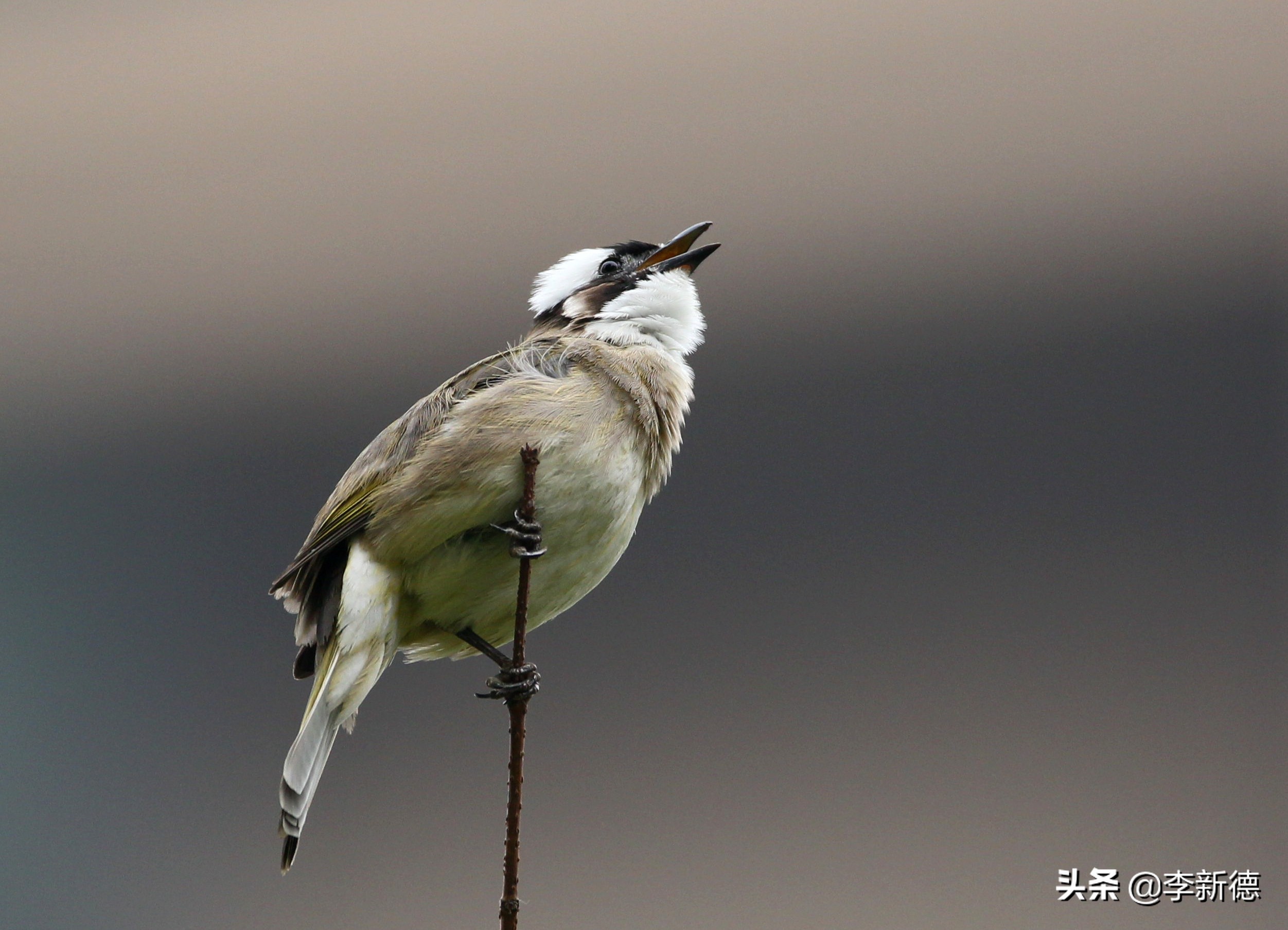 适马150佳能5d3能用吗,佳能5d3能不能用适马85f1.4a镜头