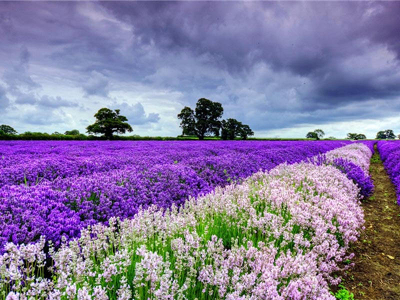 衣草有哪些种植方法和时间,衣草的家庭种植方法与时间