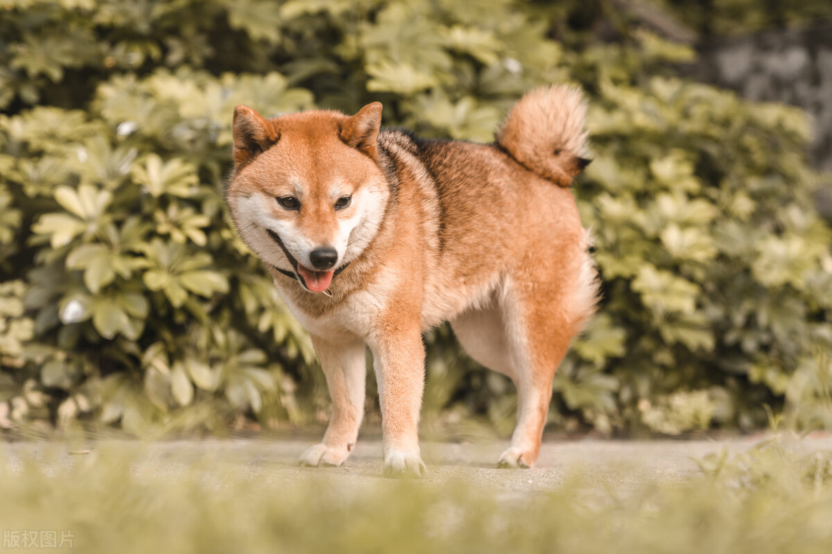 为什么不能养日本柴犬呢,柴犬有什么优点怎么那么呆萌可爱