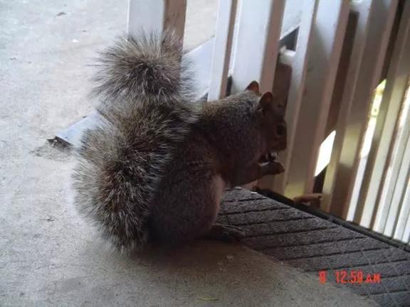 我的“大尾巴”,你在异国他乡还好吗?