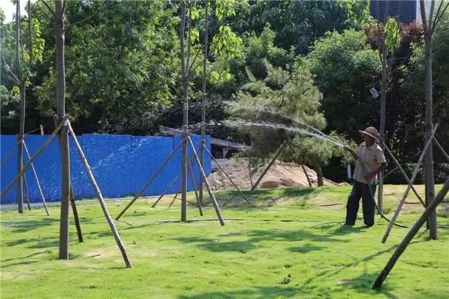 苗木种植风险,苗木假植应注意哪些问题