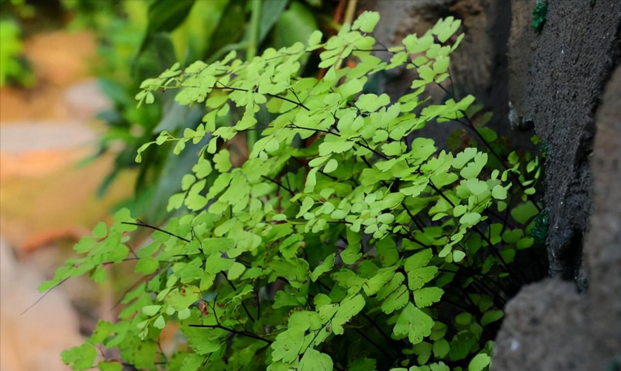 厕所里能养什么花除异味,厕所养什么花草能除味