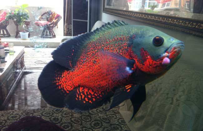 各个地图珍稀鱼,鱼百科大全图片