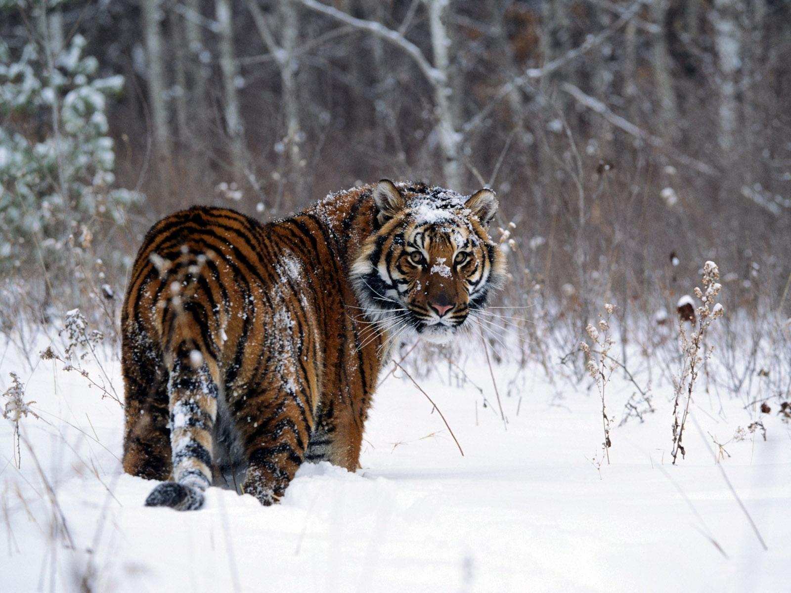 中国野猪都不够吃的为何泛滥成灾,中国野猪近年数量情况