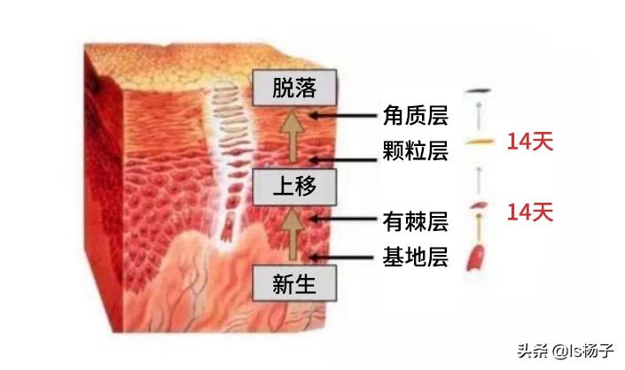 冬天脸干燥用什么补水,冬天脸特别干怎么补水