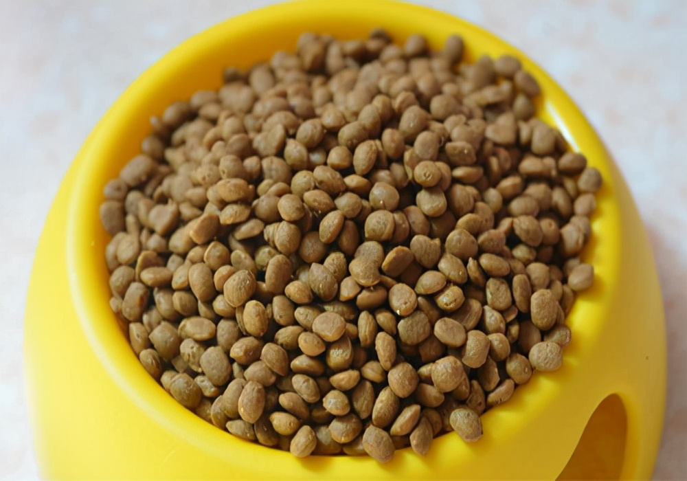 养宠知识狗狗呕吐了怎么办,幼犬狗狗拉肚子又吐怎么办