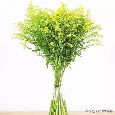 花店常用的配花配草有哪些方法,常见配花配草