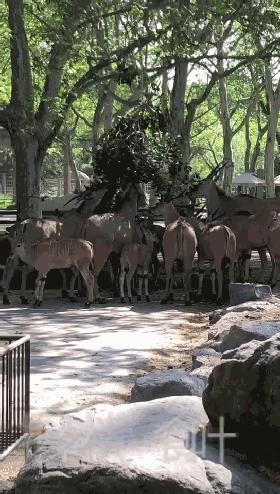 动物园怎么玩的具体介绍,动物园怎么玩更好玩