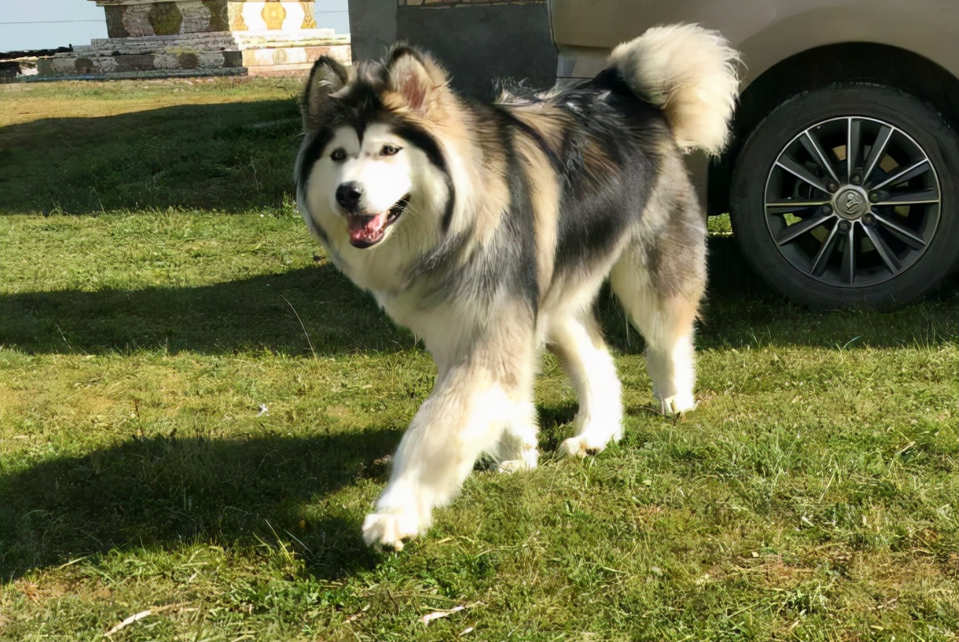 阿拉斯加挑食的解决办法