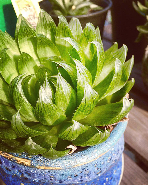 多肉植物一年四季可以晒太阳吗,夏季怕热怕晒的多肉植物