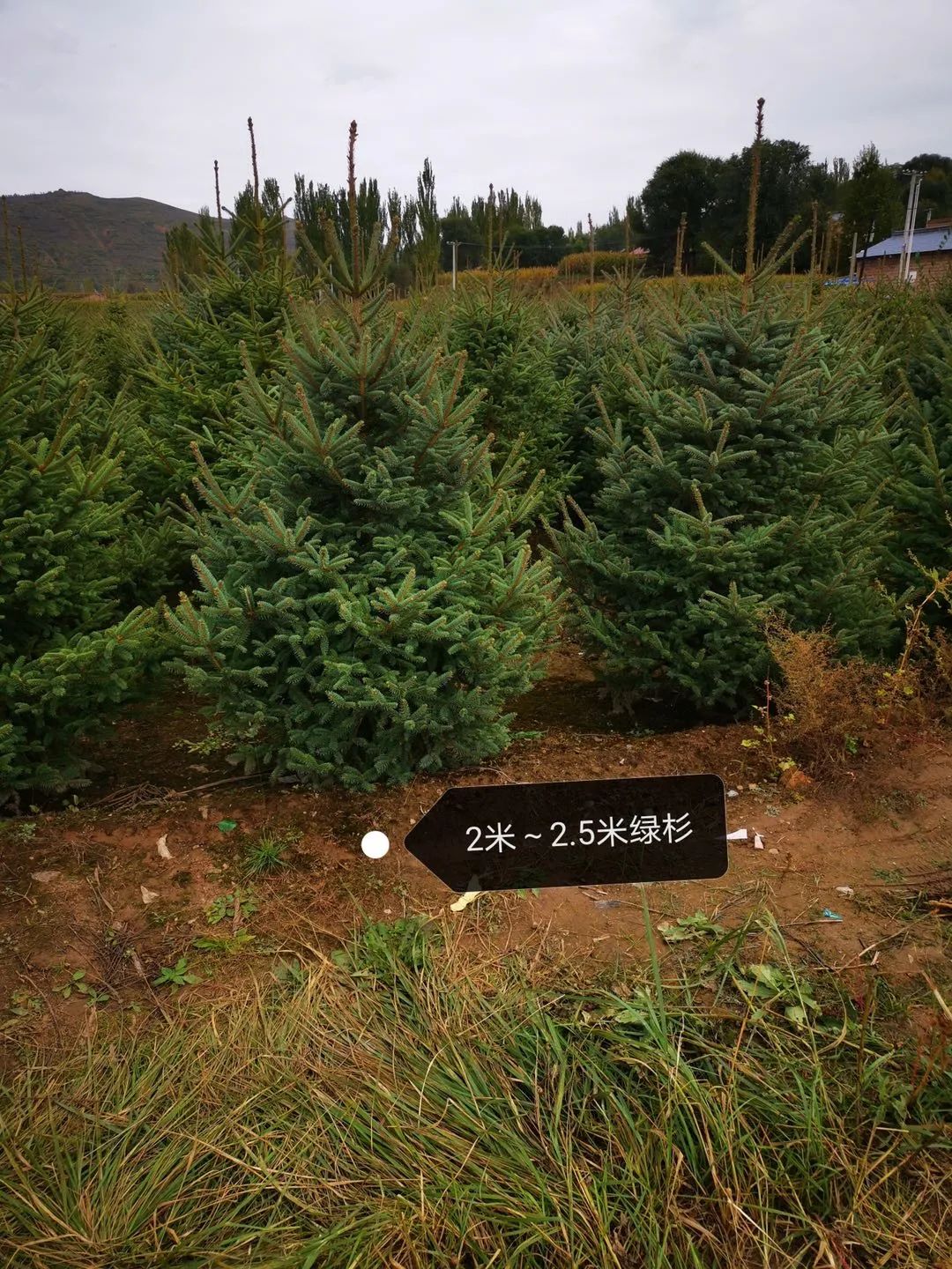 挪威云杉夏天怎么养,挪威云杉温和净肤