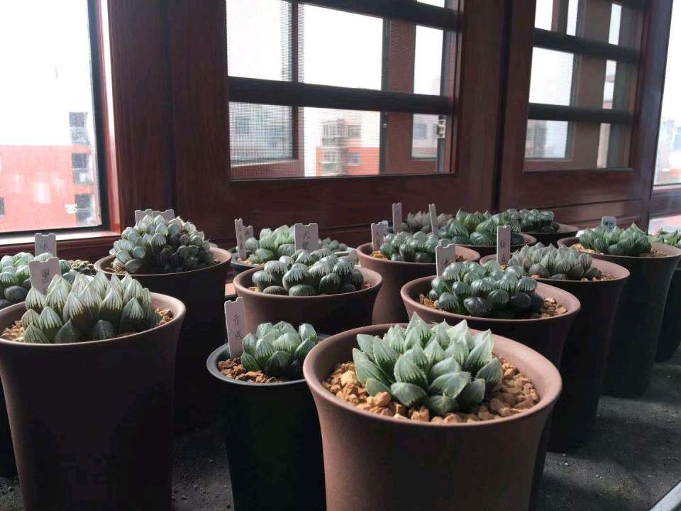 玉露多肉徒长了怎么办,玉露多肉叶片发紫不饱满