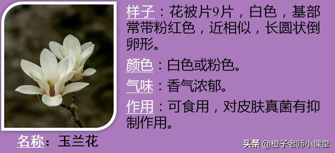 作文300字三年级下册我的植物朋友,我的植物朋友三年级下册300字桃花