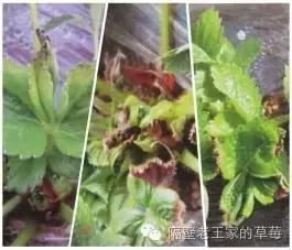 草莓大棚盐害怎么解决,草莓棚土壤板结变疏松的最佳方法