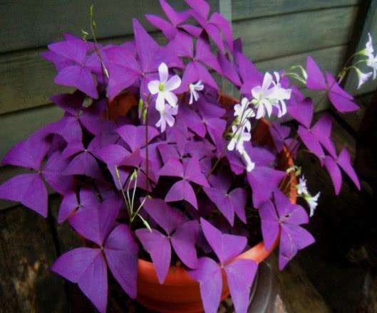 散发清香的易养花卉植物,观叶植物盆栽大全图