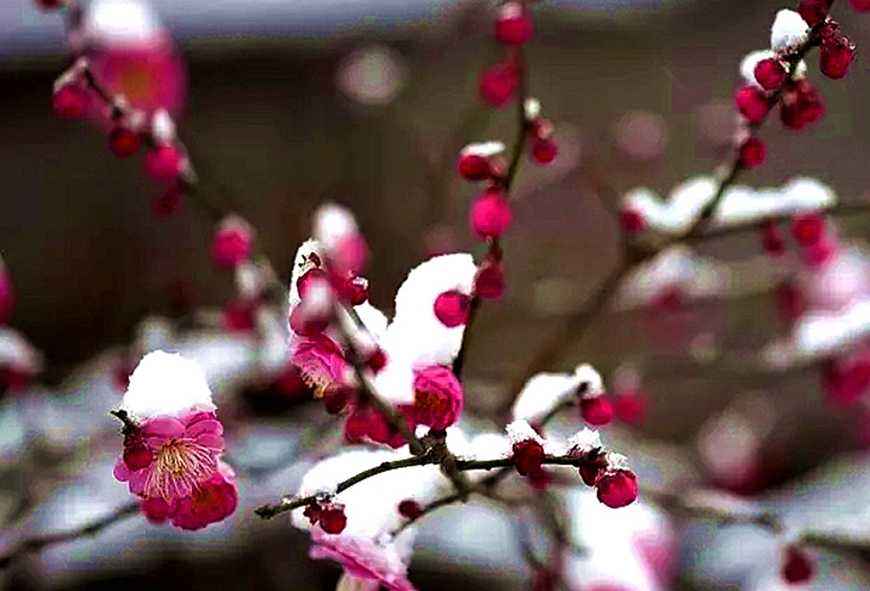 腊梅赏梅,腊梅观赏季节和观赏特点