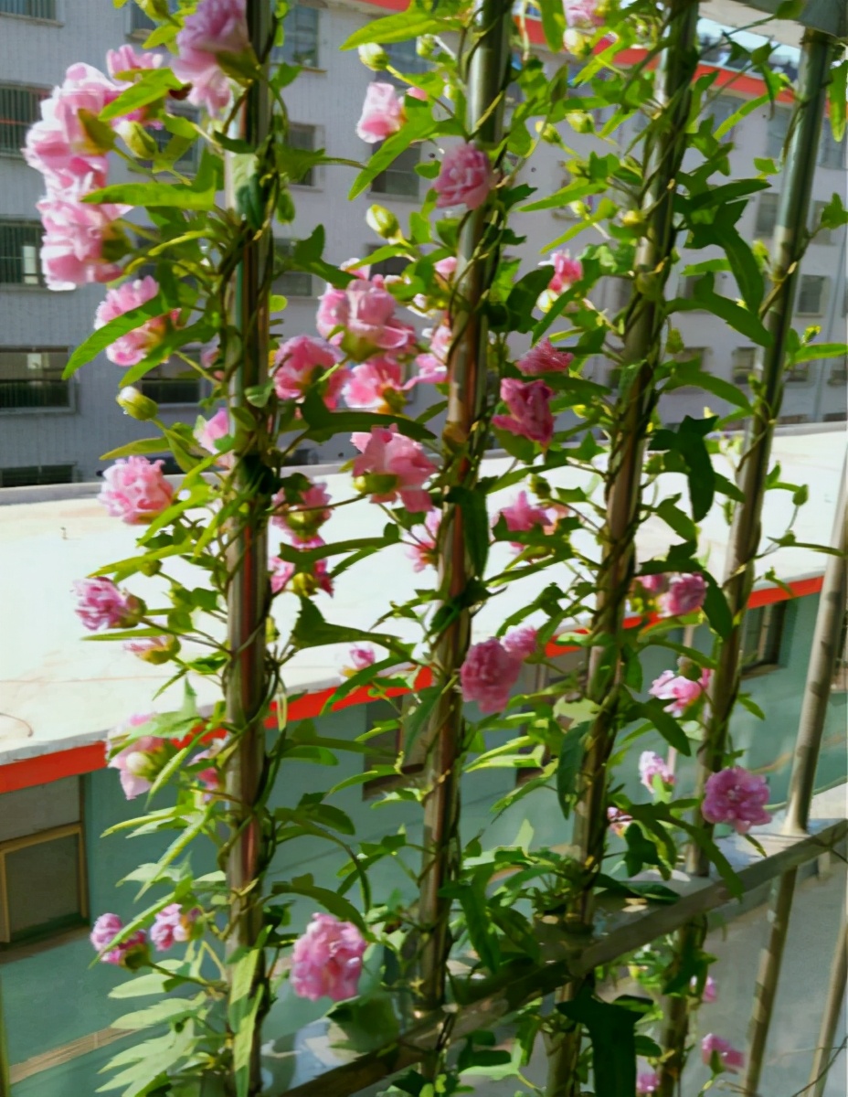 院子里可以种的爬藤花卉都有什么,10种爬藤花卉