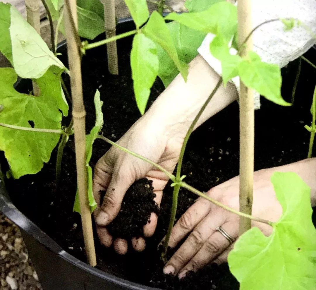 自家阳台小菜园种的纯天然蔬菜,阳台种植一年四季可以吃的蔬菜