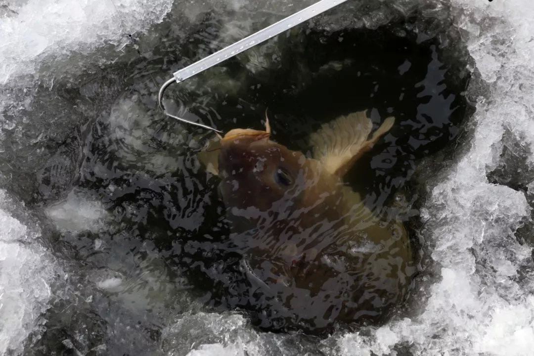上州屋2019迎新春小西湖冰钓比赛圆满结束