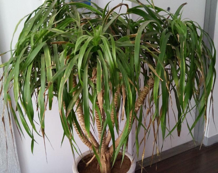 龙须树在客厅里养,室内龙须树怎么养得好