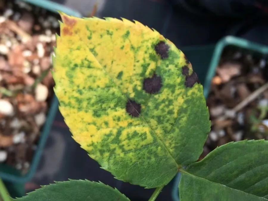 花买回来叶子蔫了怎么办,花掉花苞有什么好方法吗