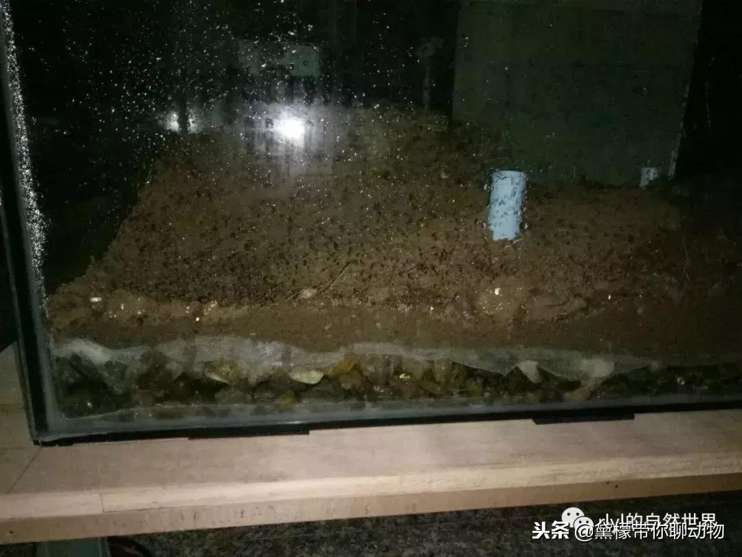 丛林造景黄缘龟池设计图大全,龟宝宝黄缘龟生态缸造景教程