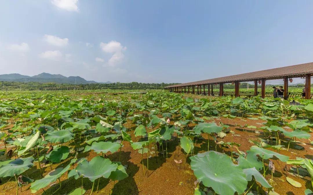筑梦8年,承包1600亩土地,打造亲子版唐顿庄园,体验庄主生活