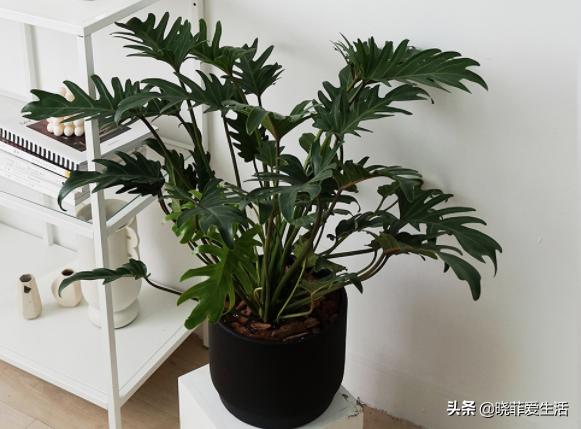 好养又寓意好的室内花,室内好养的对身体好花有几种