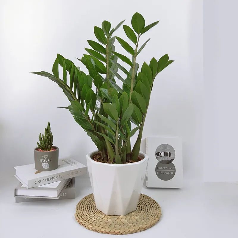 金钱树叶子发黄怎么样养,金钱树叶子发黄要怎样修剪