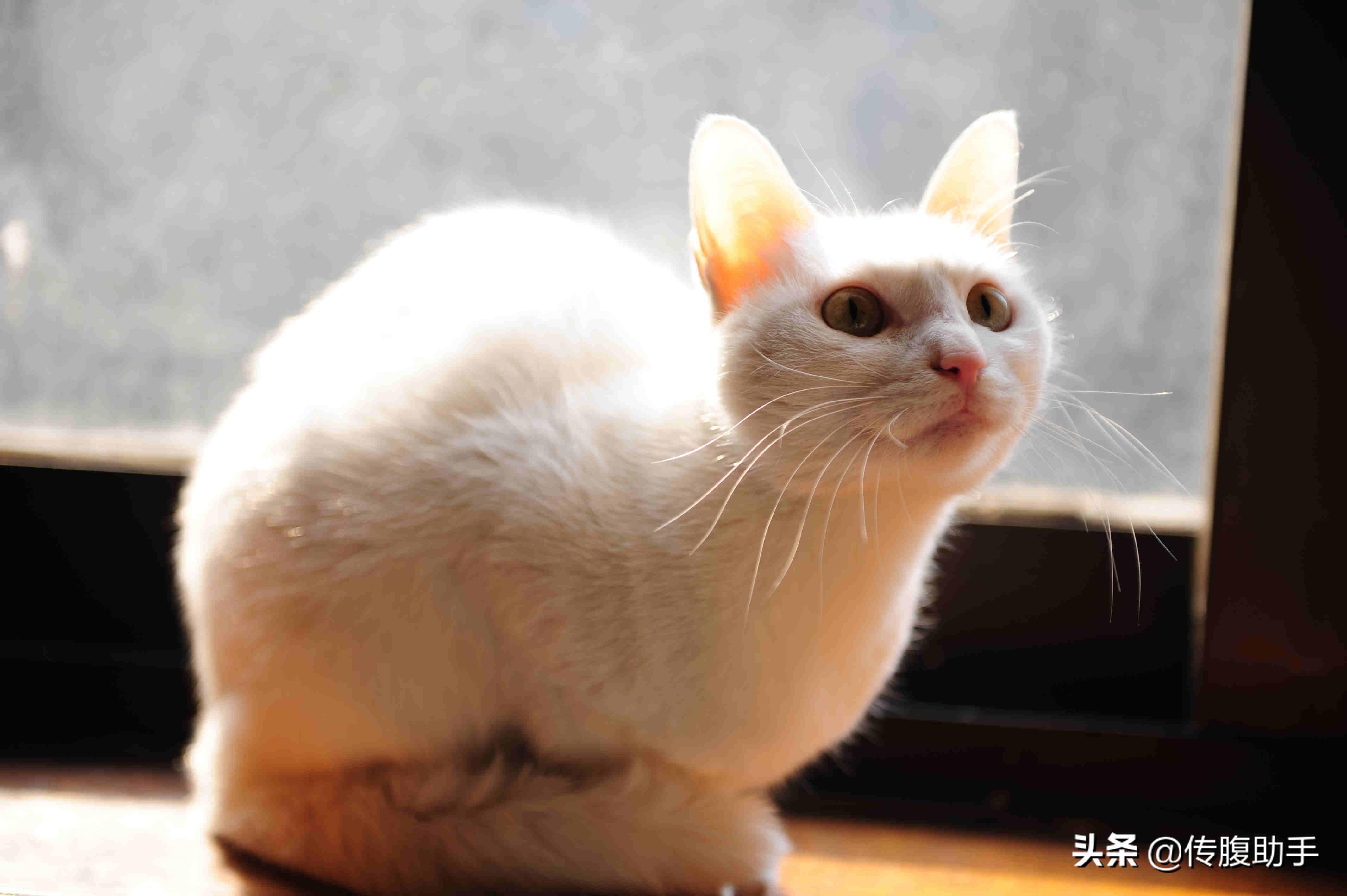猫传腹打针脖子会烂吗,猫传腹打针很疼怎么办