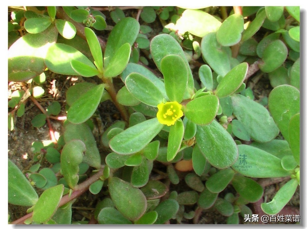 阳台种菜初学者种什么菜,阳台种菜最易种的菜有哪些