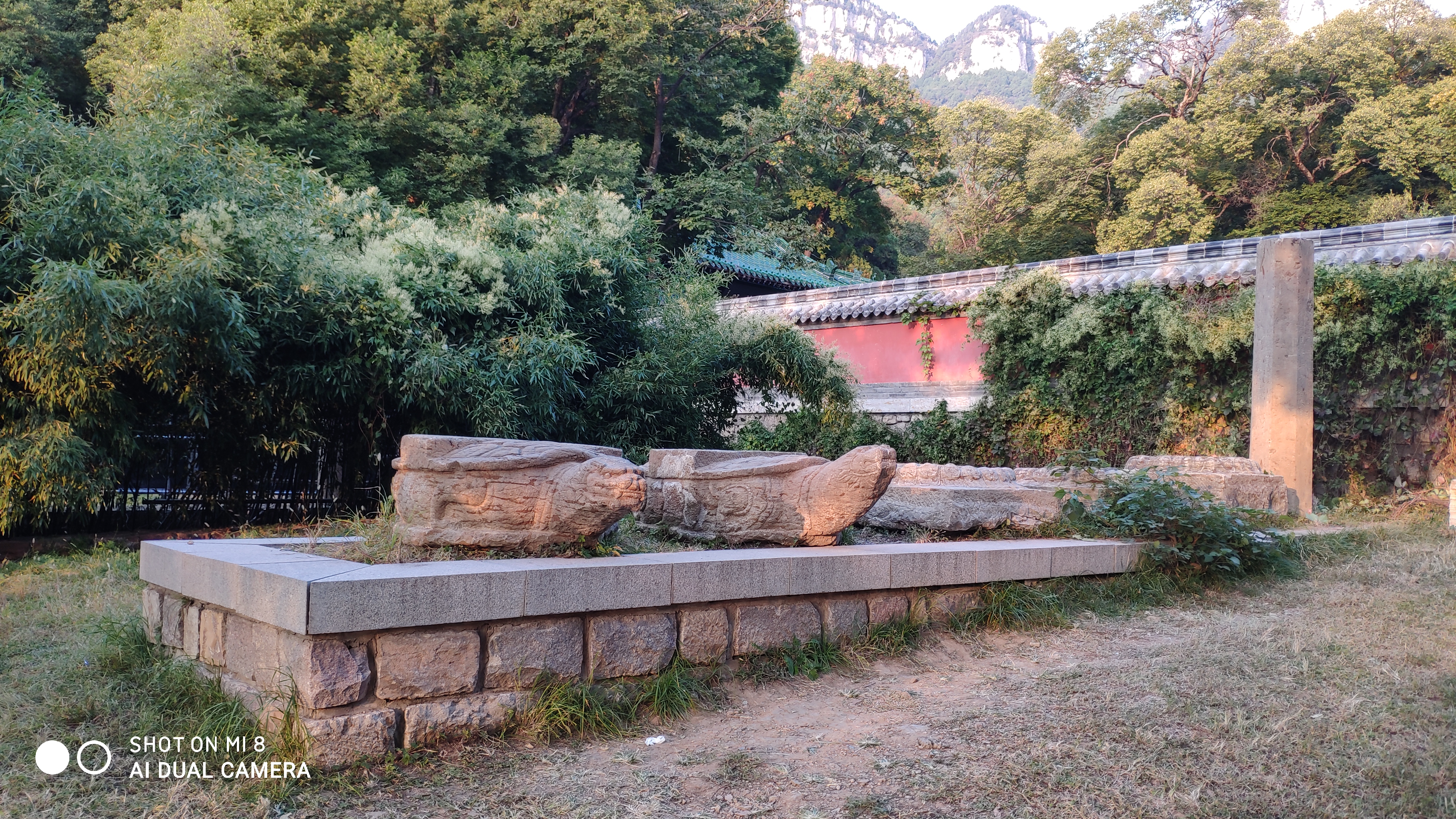 去济南灵岩寺什么必看,济南灵岩寺神树