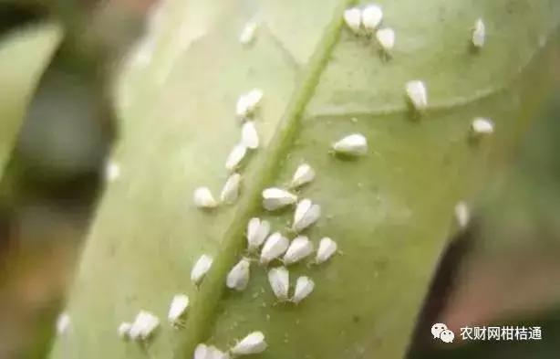 8月份不套袋的秋桃管理,秋季病虫害管理技术