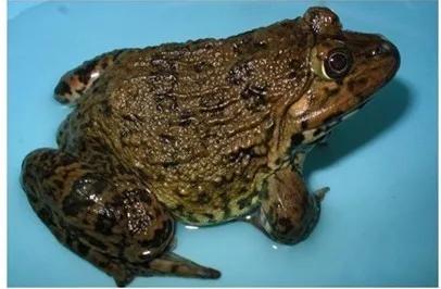 第一种！千万别吃波！