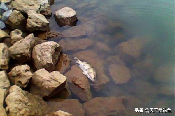 鳜鱼的钓法江西,民间钓鳜鱼的几种方法