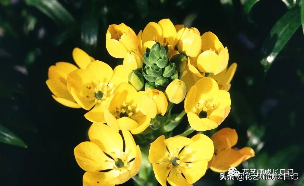 每日一花|伯利恒之星,可用于治疗癌症,洁白可爱