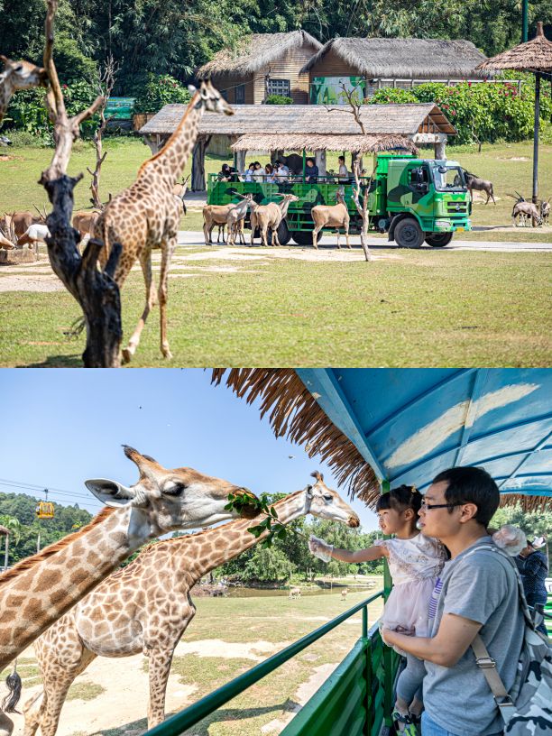 长隆野生动物世界需要几个小时,长隆野生动物园最优攻略