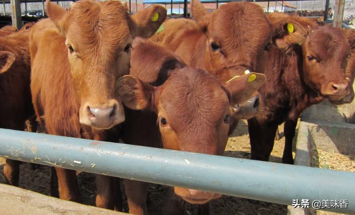 反刍动物需注意什么,预防反刍动物各种疾病