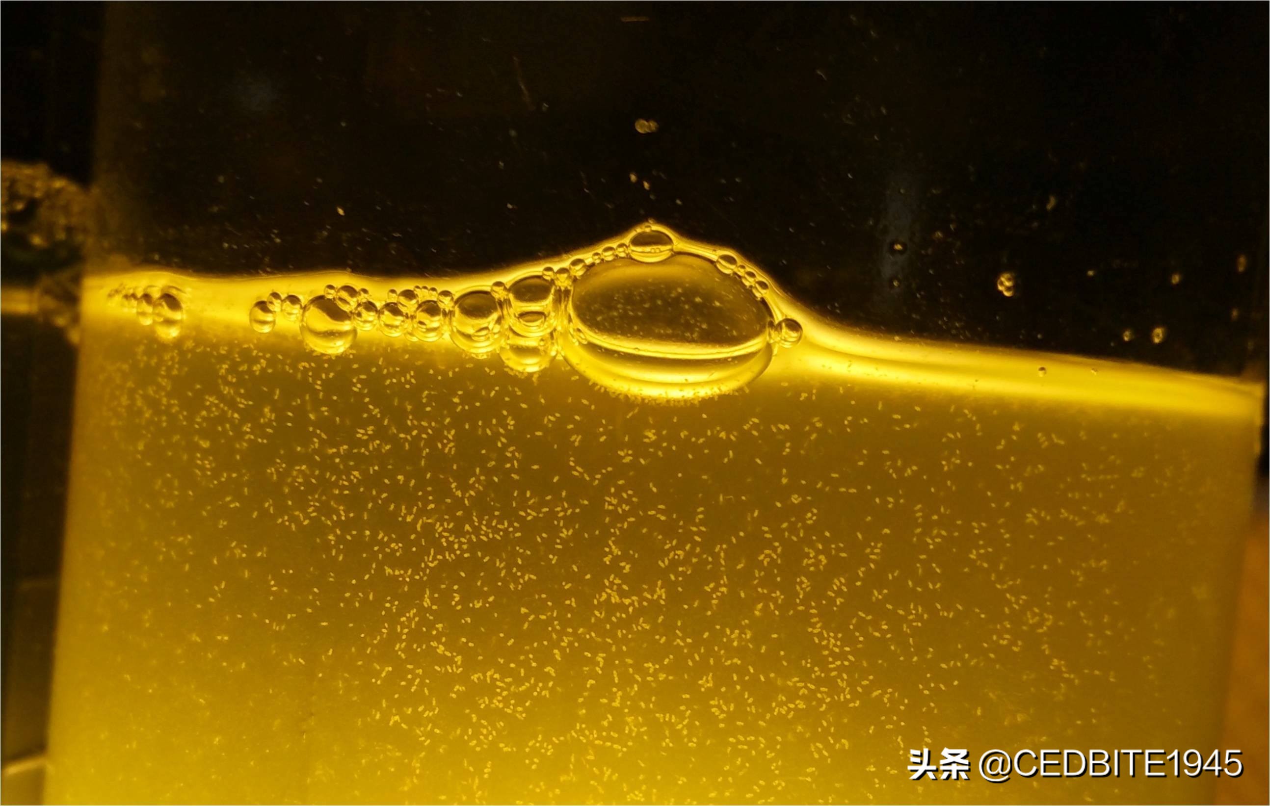 鱼好养省事,鱼好养活