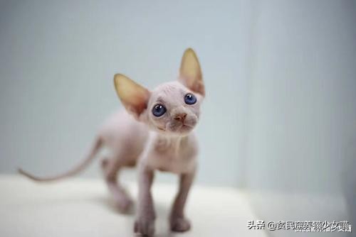 击破谣言，关于无毛猫的那些传言，有好几条都是人类想当然