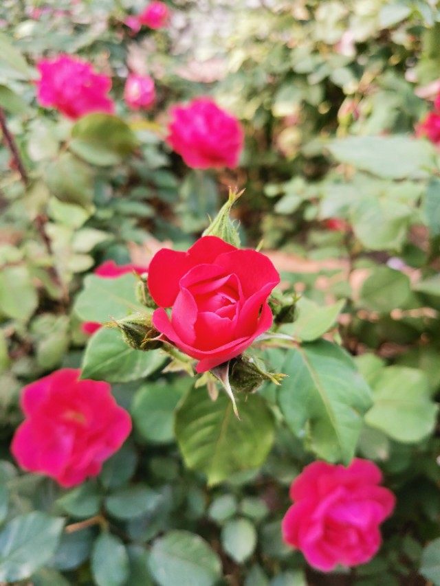 石家庄有哪些免费玩的地方—世纪公园